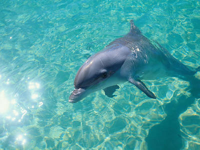 大连出发澳大利亚亲子10日游-辽宁中青旅大连官方直营 | 一价全含无自费，